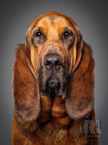 Ruger, a Bloodhound