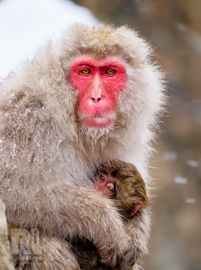 Snow Monkey Mother & Child « LeggNet's Digital Capture